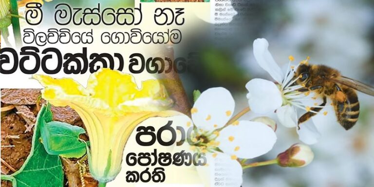 මිනිස් මැස්සෝ බඳවා ගනු ලැබේ